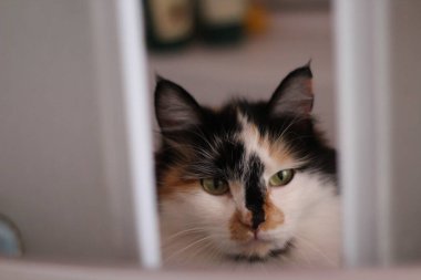 Pofuduk Kedi Banyo 'daki Duş Kabini Kapılarından Gizlice Bakıyor. Sarı Gözlü Komik Kedi 