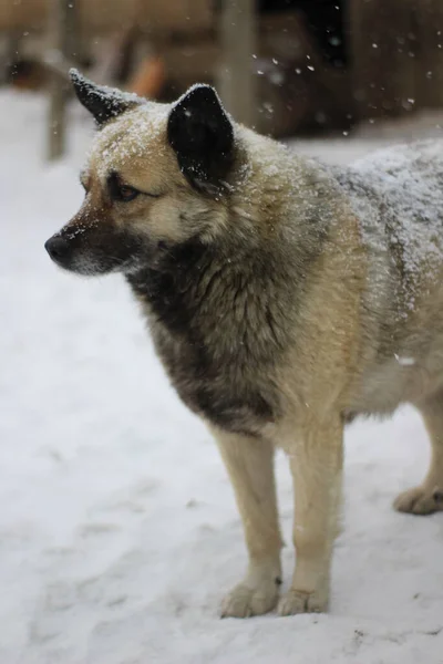 Senior Dog Fluffy Fur with Snowflakes in Yard during Snowfall Blizzard