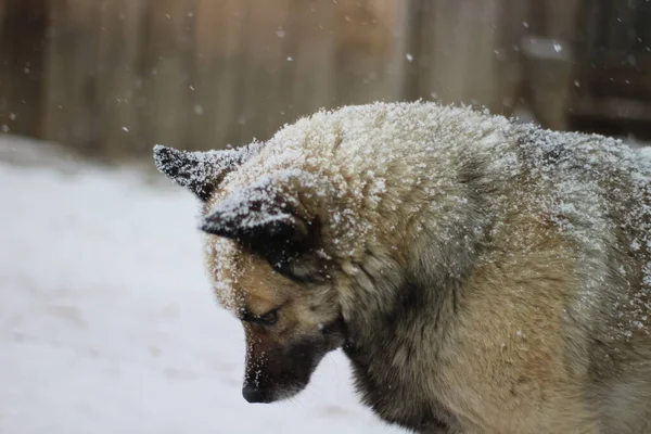 Senior Dog Fluffy Fur with Snowflakes in Yard during Snowfall Blizzard