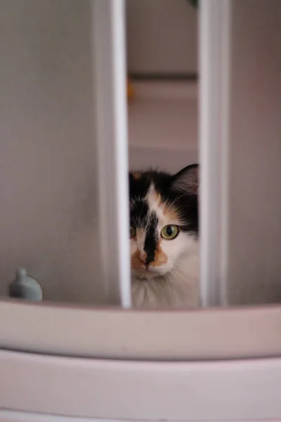 Fluffy Cat Espiando Través Las Puertas Cabina Ducha Baño Gatito —  Fotos de Stock