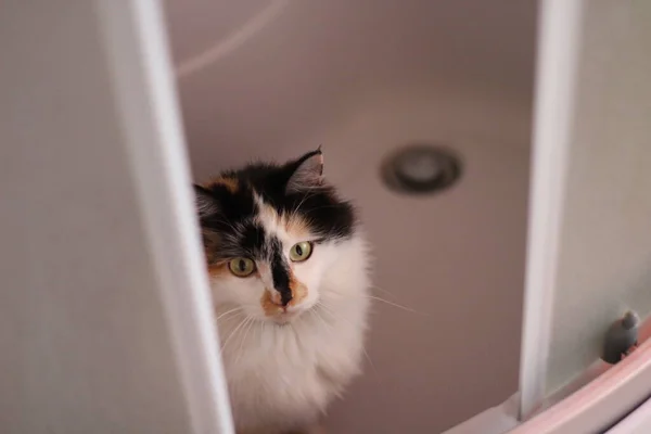Flauschige Katze Sitzt Badewanne Badezimmer Lustiges Kätzchen Mit Gelben Augen — Stockfoto