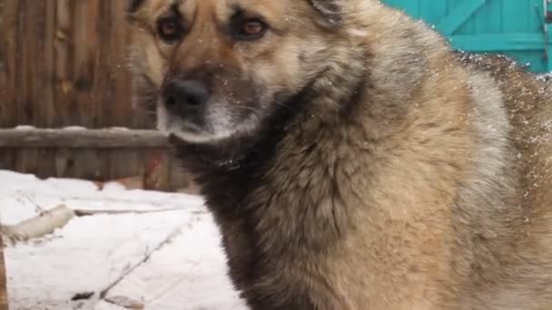 Senior Dog Fluffy Fur Νιφάδες Χιονιού Στο Yard Κατά Διάρκεια — Αρχείο Βίντεο