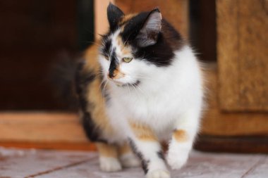 Tahta Karlı Veranda 'da sarı gözlü pofuduk üç renkli kedi. Tatlı Meraklı Kedi Kış Adımında