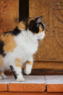 Tahta Karlı Veranda 'da sarı gözlü pofuduk üç renkli kedi. Tatlı Meraklı Kedi Kış Adımında