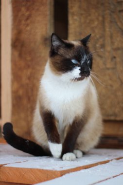 Parlak Mavi Gözlü Siyam Kedisi Karlı verandada oturuyor Kışın kapı eşiğinde