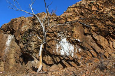 Dağ Zirvesi 'ndeki Çıplak Ağaç ve Yaban hayatta Kuş Etkinliği İzleriyle Saf Kaya Duvarı