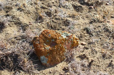 Kaya, Sarı ve Yeşil Lichen yosunlarıyla kaplı Yakın plan Yerde yatıyor