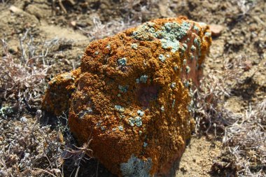 Kaya, Sarı ve Yeşil Lichen yosunlarıyla kaplı Yakın plan Yerde yatıyor