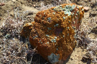 Kaya, Sarı ve Yeşil Lichen yosunlarıyla kaplı Yakın plan Yerde yatıyor