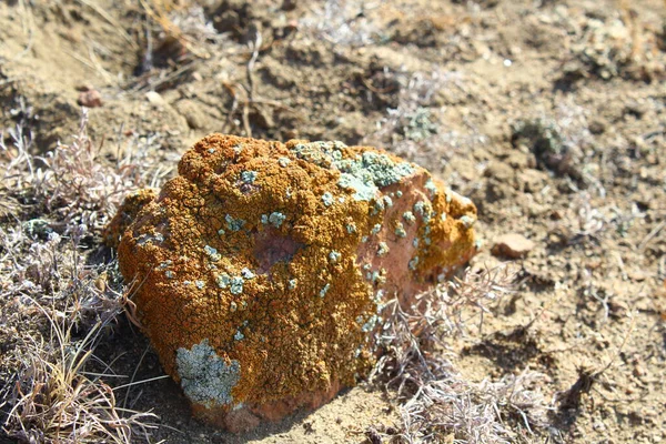 Kaya, Sarı ve Yeşil Lichen yosunlarıyla kaplı Yakın plan Yerde yatıyor