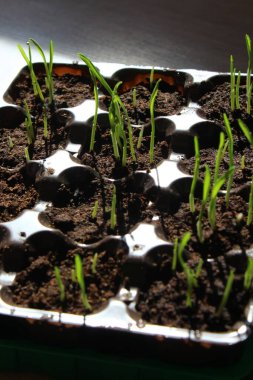 Çiyli bahar filizleri.