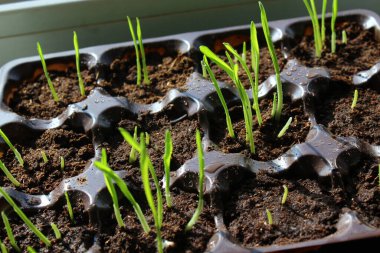 Çiyli bahar filizleri.