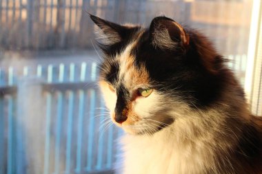 Günbatımında Pencere 'de Kedi Portresi Kedicik Gündüz Rüyası. Sarı Gözler, Uzun Bıyıklı Şirin Ağız 