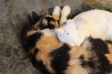 Uykulu kedi yavrularının yatağında yatan iki tüylü kedinin fotoğrafı. 