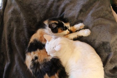 Uykulu kedi yavrularının yatağında yatan iki tüylü kedinin fotoğrafı. 