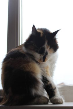 Kedi Kabarık Kedicik Pencerede Kendini Tımar Ediyor