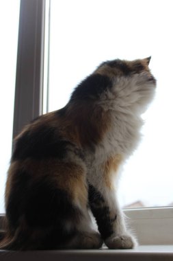 Günbatımında Pencere 'de Kedi Portresi Kedicik Gündüz Rüyası. Sarı Gözler, Uzun Bıyıklı Şirin Ağız 