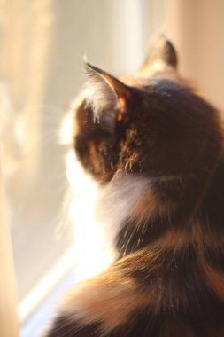 Günbatımında Pencere 'de Kedi Portresi Kedicik Gündüz Rüyası. Sarı Gözler, Uzun Bıyıklı Şirin Ağız 