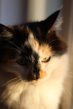 Günbatımında Pencere 'de Kedi Portresi Kedicik Gündüz Rüyası. Sarı Gözler, Uzun Bıyıklı Şirin Ağız 