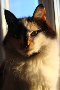 Kedi Portresi Fluffy Kitten Sunset Light 'taki Pencere' ye bak. Sarı Gözler, Uzun Bıyıklı Şirin Ağız 