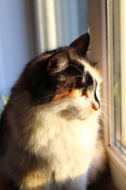 Günbatımında Pencere 'de Kedi Portresi Kedicik Gündüz Rüyası. Sarı Gözler, Uzun Bıyıklı Şirin Ağız 