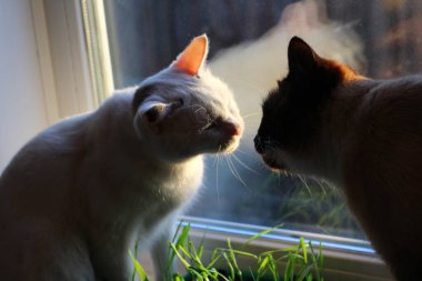 Sunset Light 'ta, Pencerenin kenarında Yeşil Taze Çimenli İki Kedi Oturuyor