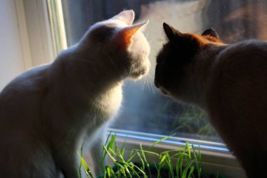 Sunset Light 'ta, Pencerenin kenarında Yeşil Taze Çimenli İki Kedi Oturuyor