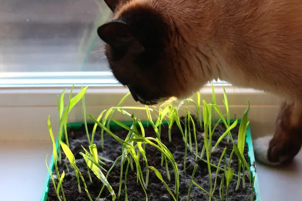 Tayland Siyam Kedisi Çiğ taneli taze bahar filizleri kokan