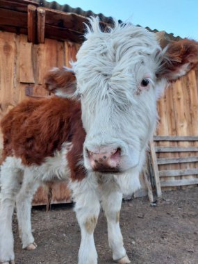 Şirin Baldır Yumuşak Çiftlik Arazisinde Küçük Sığırlar 