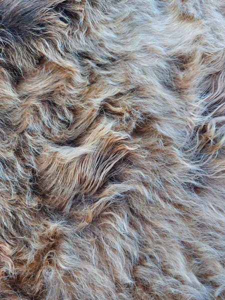 Animal fur texture Background hair gray color