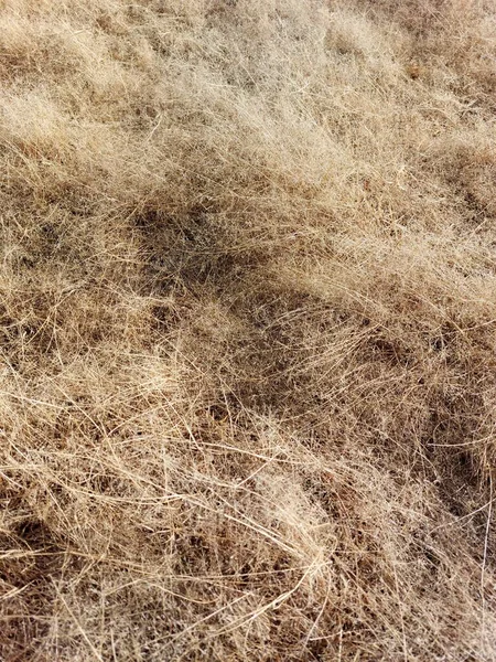 黄色草のフルフレーム背景秋のゴールデン草原 — ストック写真