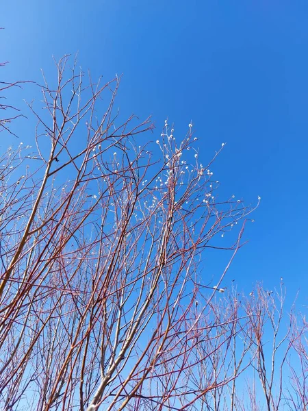 Bare Branches Willow Sallowsandosiers Fluffy Buds — Foto Stock