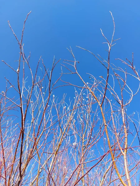 Bare Branches Van Willow Sallowsandosiers Met Pluizige Toppen — Stockfoto