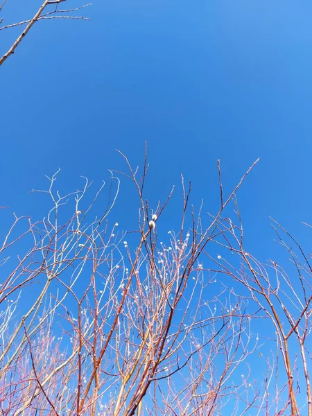 柳树的裸枝 松软的芽的黄种人 — 图库照片