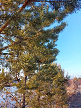 Çam Ağacına yakın firavun İğneleri Kozalaklı Dallar 