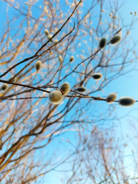 윌로우 버드나무 가지들 — 스톡 사진