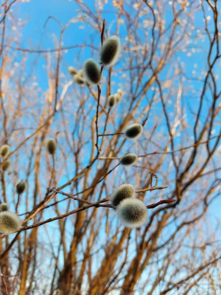 Bare Takken Van Wilg Sallows Osiers Met Pluizige Knoppen — Stockfoto