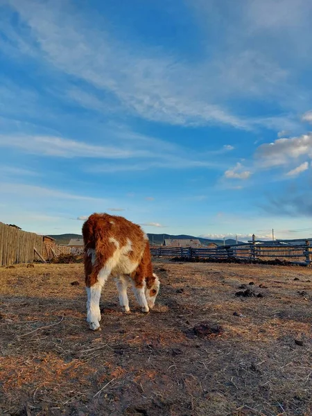 Фотографія Fluffy Calf Newborn Red White Fur Baby Cow Cattle — стокове фото