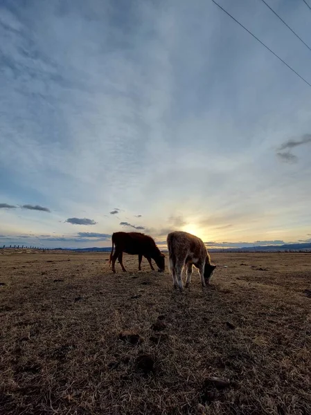 Manada Vacas Pastando Prado Primavera Contra Atardecer Dawn Sky —  Fotos de Stock