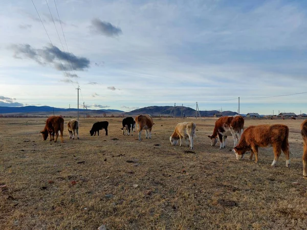 Manada Vacas Pastando Prado Primavera —  Fotos de Stock