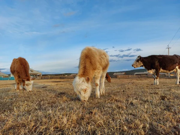 Стадо Коров Пасущихся Весеннем Лугу — стоковое фото