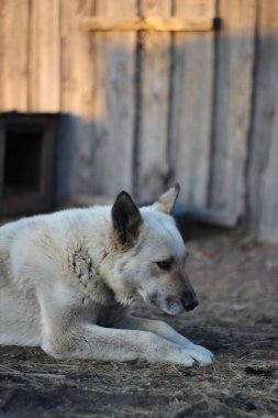 Tasmalı beyaz bekçi köpeği yerde yatıyor.