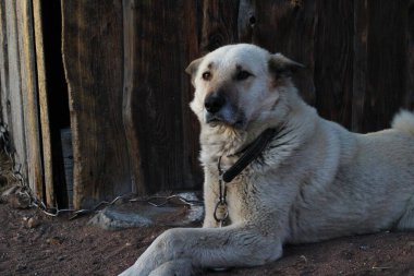 Tasmalı beyaz bekçi köpeği yerde yatıyor.