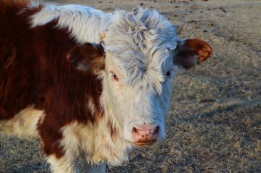 Şirin Baldır Yumuşak Çiftlik Arazisinde Küçük Sığırlar 