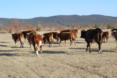 Kadın inek sürüsü otluyor.