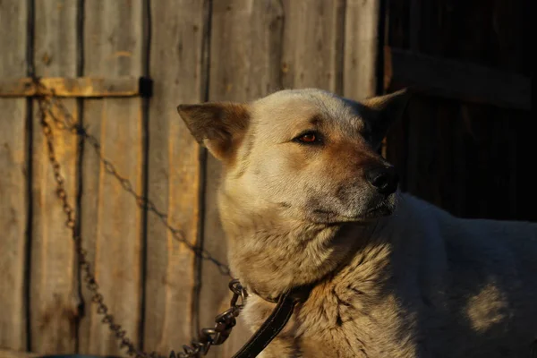 Perro Perro Guardián Con Ojos Marrones Nariz Negra Pelo Blanco —  Fotos de Stock