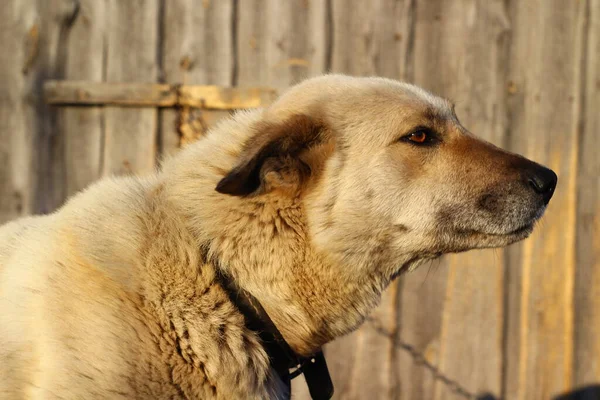 Dog Portrait Watchdog Brown Eyes Black Nose White Hair — Stock Photo, Image