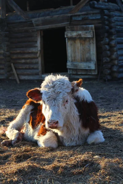 Cute Calf Fluffy Small Cattle Farmland — Stock Photo, Image