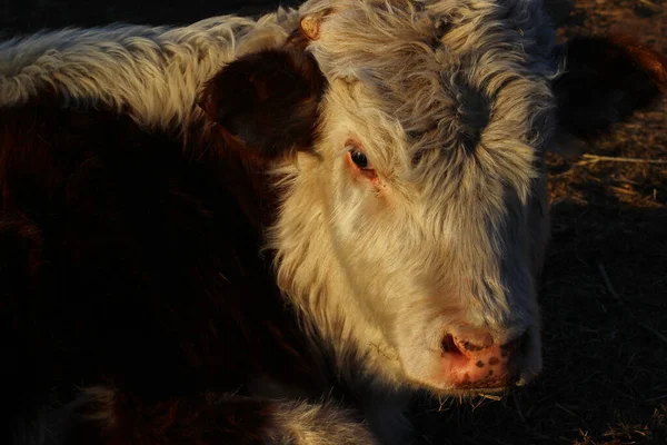 Cute Calf Fluffy Small Cattle Farmland — Stock Photo, Image