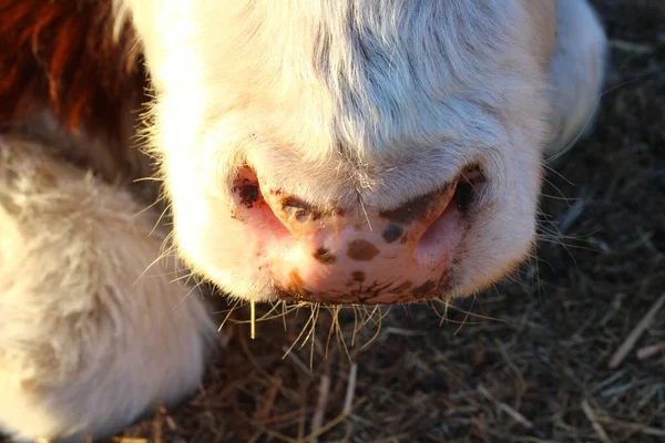 牛ピンクの鼻スノーアップ写真ですふわふわした赤白牛の牛の汗滴 — ストック写真